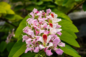 Roatan, Karibik, Honduras, Pflanzenwelt, Natur, Blumen