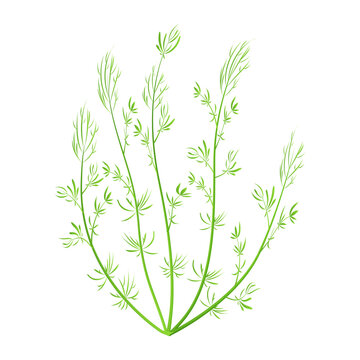 Marine green algae. Aquarium plant isolated on white background. Vector illustration hornwort