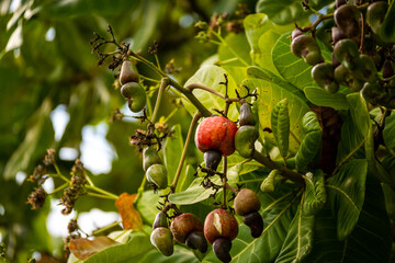 Roatan, Karibik, Honduras, Pflanzenwelt, Natur, Blumen