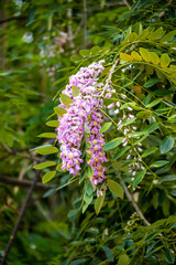 Roatan, Karibik, Honduras, Pflanzenwelt, Natur, Blumen