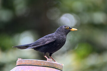 One blackbird in Orebro city park Orebro Sweden