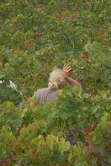 Lady harvesting and pruning.