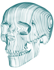 a skull illustration created from contour line art.