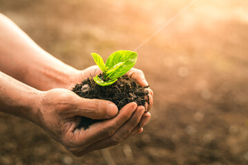 Naklejka na ściany i meble Planting a tree. Close-up on men hands holding green seedling. Soil Planting and Seeding concept. New life, eco, sustainable living, zero waste, plastic free, earth day, investment concept.