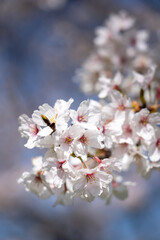 近くの公園の桜
