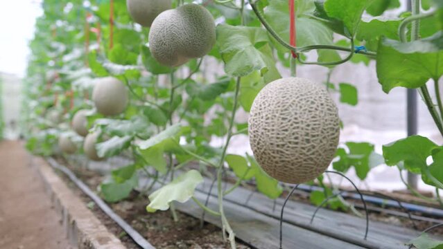  Melon plant growing in organic garden, growing melon seedlings on the farm. fresh melons or green melon or cantaloupe melons plants growing in greenhouse supported by string melon nets.
