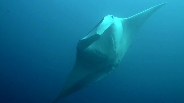 Under water Film of large Manta Ray fish turning towards camera and swims off