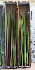 Box of lulavs or palm fronds for Sukkot