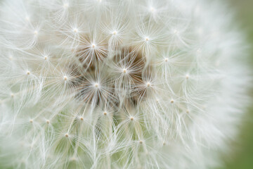 white dandelion seeds with visible texture, macro photo