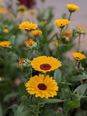 Yellow flowers in the garden