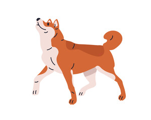 Akita Inu, Japanese dog breed. Cute obedient doggy looking up. Canine animal in action. Purebred graceful friendly puppy, companion pet. Flat vector illustration isolated on white background