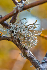 Closeup of Tree Parasite on Tree Stem Against Autumn Scenery in Polesye natural Resort.