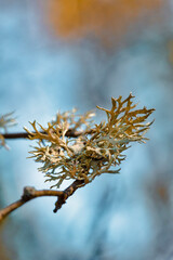 Closeup of Tree Parasite on Tree Stem Against Autumn Scenery in Polesye natural Resort.