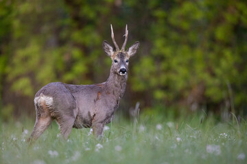 Naklejka na ściany i meble Roebuck - buck (Capreolus capreolus) Roe deer - goat