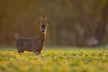 Roebuck - buck (Capreolus capreolus) Roe deer - goat
