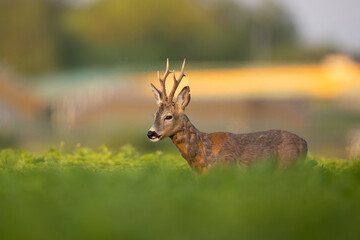 Roebuck - buck (Capreolus capreolus) Roe deer - goat