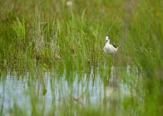 Black winged stilt feeding in a marsh