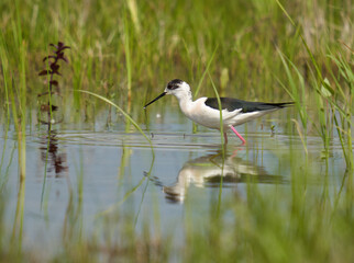 Black winged stilt feeding in a marsh