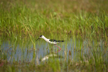 Black winged stilt feeding in a marsh