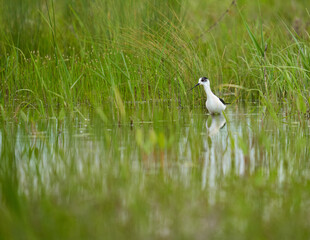 Black winged stilt feeding in a marsh