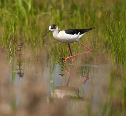 Black winged stilt feeding in a marsh