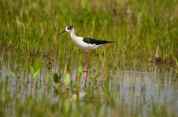 Black winged stilt feeding in a marsh