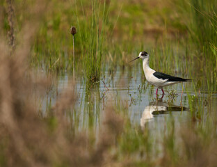 Black winged stilt feeding in a marsh