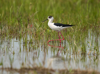 Black winged stilt feeding in a marsh