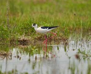 Black winged stilt feeding in a marsh