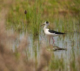 Black winged stilt feeding in a marsh