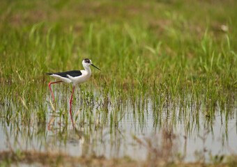 Black winged stilt feeding in a marsh