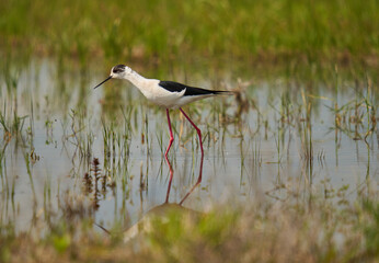 Black winged stilt feeding in a marsh