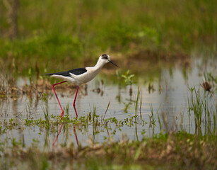 Black winged stilt feeding in a marsh