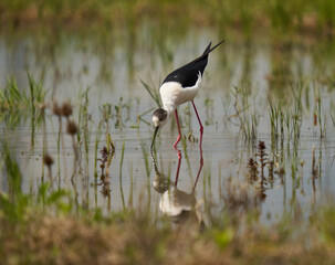Black winged stilt feeding in a marsh