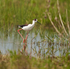 Black winged stilt feeding in a marsh