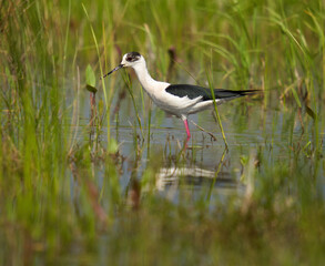 Black winged stilt feeding in a marsh