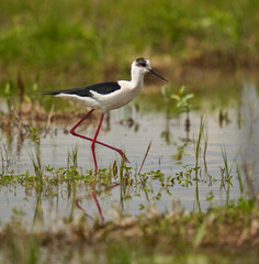 Black winged stilt feeding in a marsh
