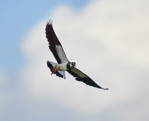 Lapwing in mid flight