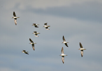 Wood sandpipers in flight