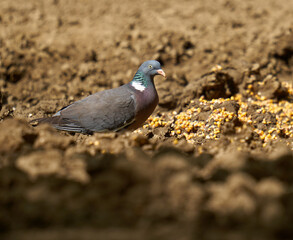 Wood pigeon on forest floor
