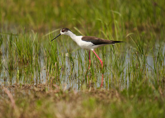 Black winged stilt feeding in a marsh