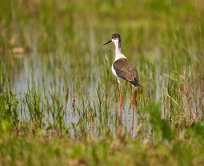 Black winged stilt feeding in a marsh