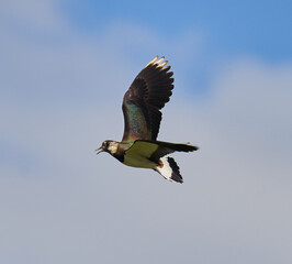 Lapwing in mid flight