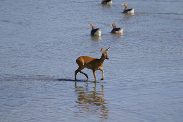 deer in the water