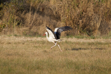 stork in the grass