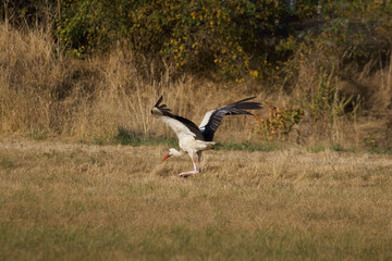 stork in the grass
