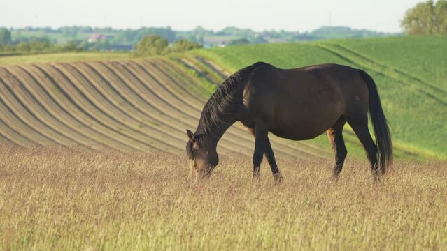 Horses in a Rural Field at summer and windy weather