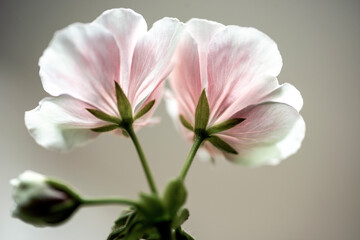 close up of pink flower, nacka,sweden,sverige,stockholm