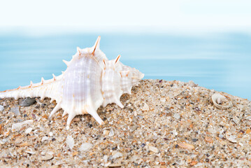 Fototapeta na wymiar Seashell on sand on the seashore.