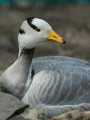 portrait of gray goose (Eulabeia indica) natural setting